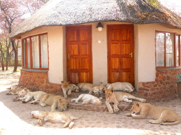 Visitors outside out cabin
