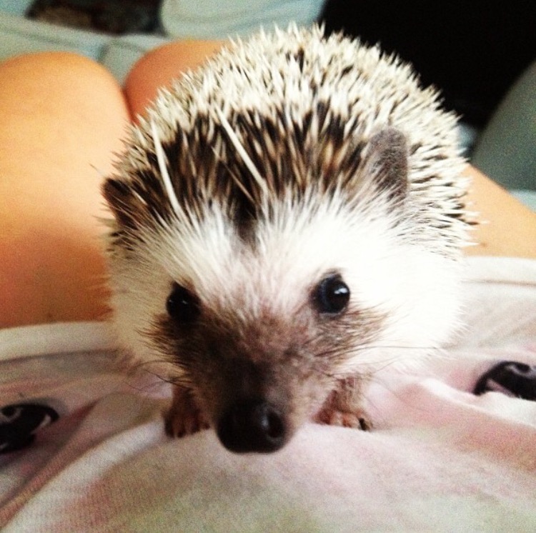 African Pygmy Hedgehog exploring