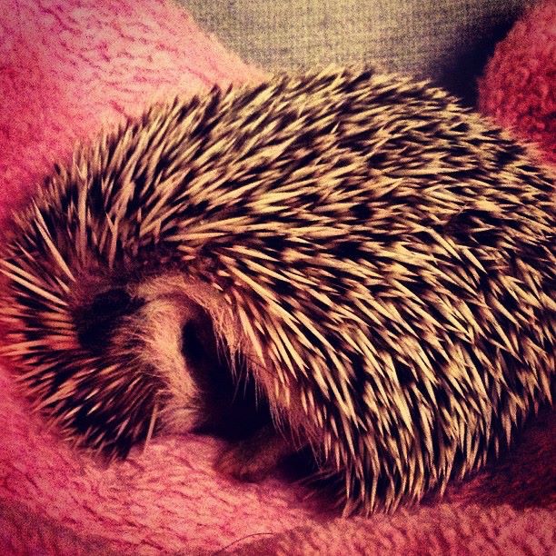 African Pygmy Hedgehog asleep