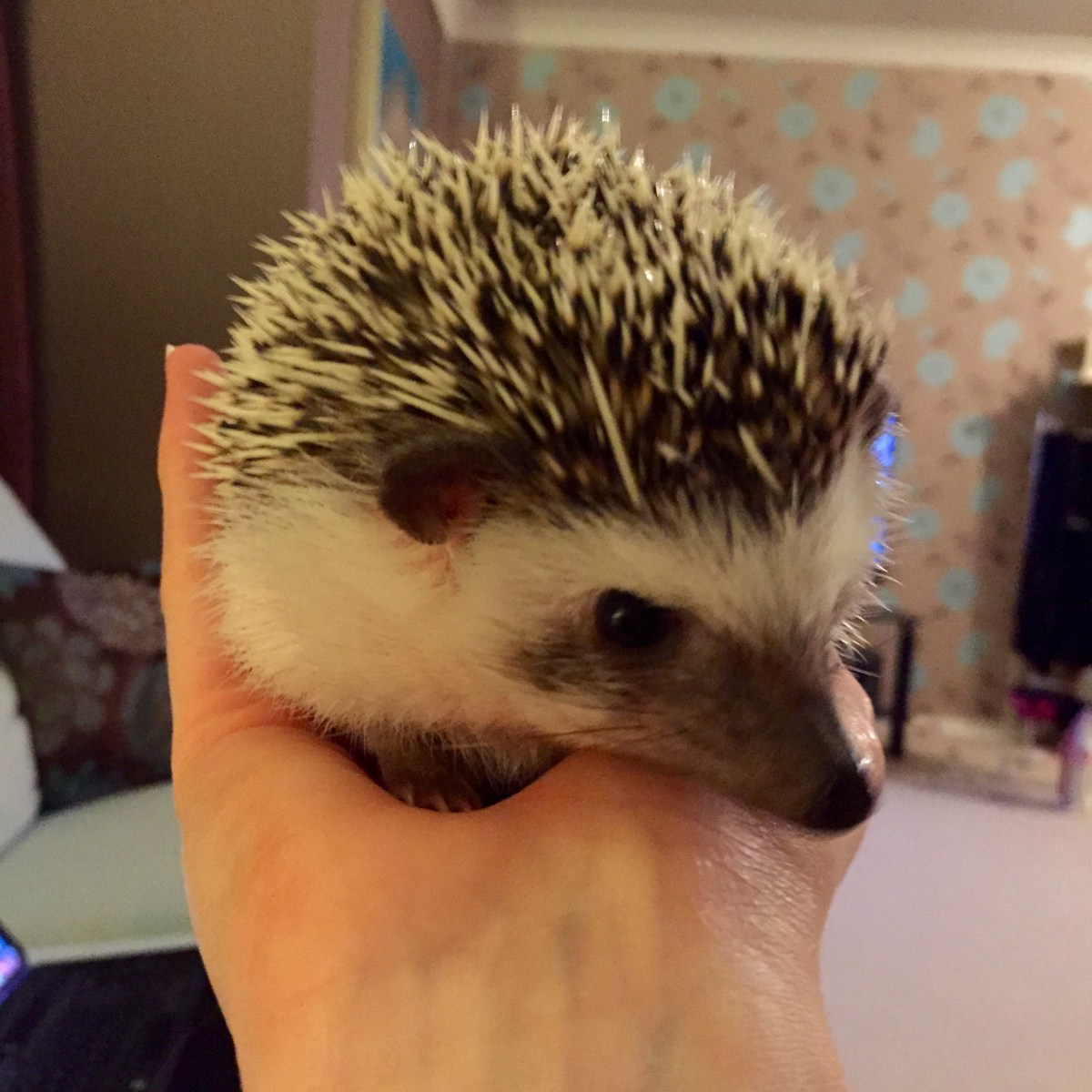 African Pygmy Hedgehog