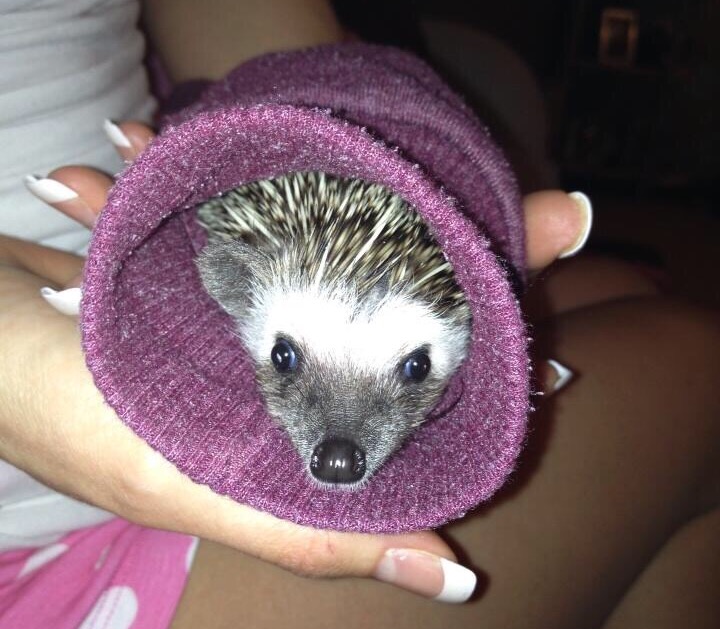 African Pygmy Hedgehog