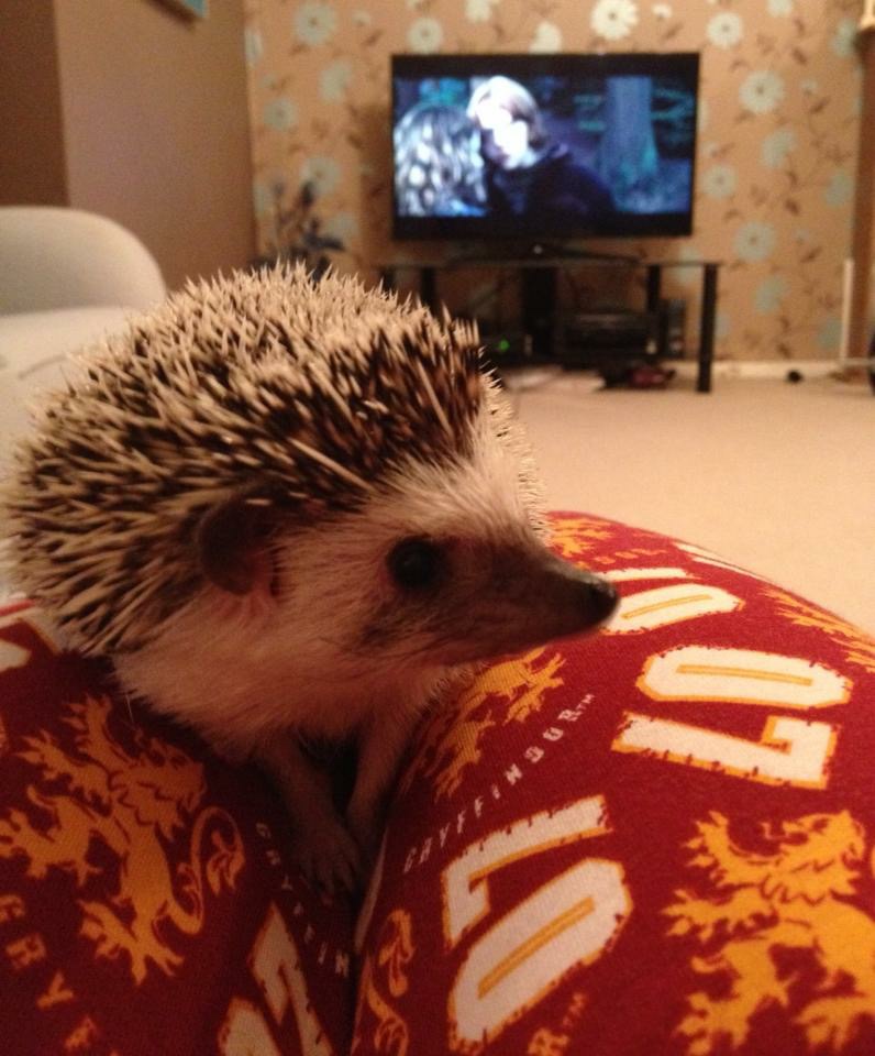 African Pygmy Hedgehog