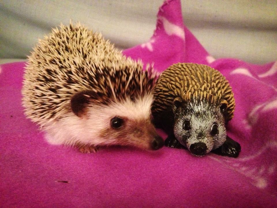African Pygmy Hedgehog
