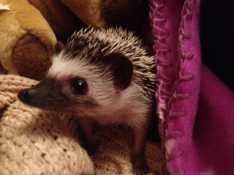 African Pygmy Hedgehog baby