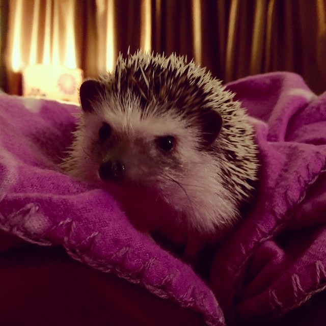 African Pygmy Hedgehog