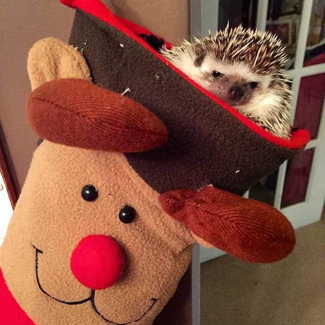 African Pygmy Hedgehog christmas