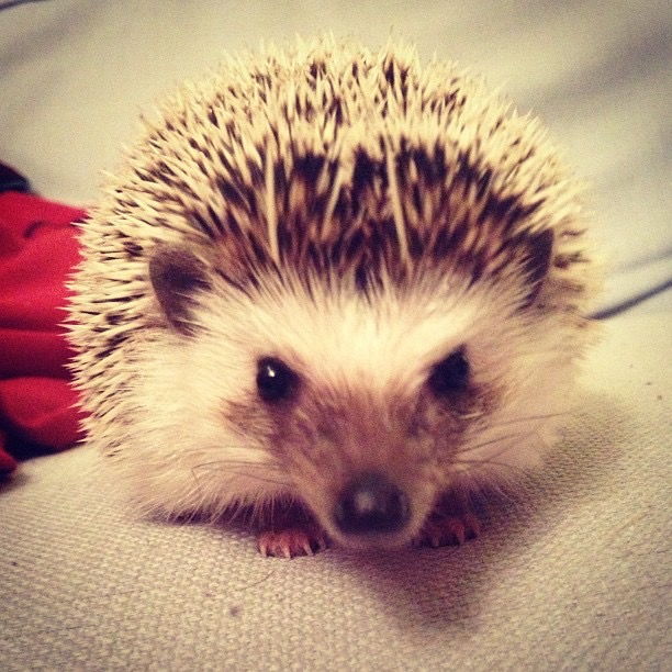 African Pygmy Hedgehog