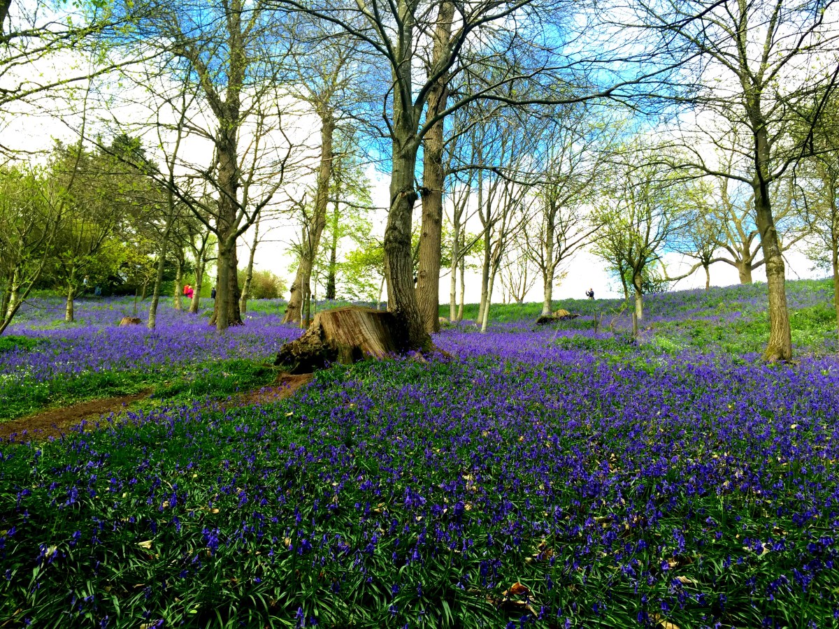 Bluebells at Emmetts Garden