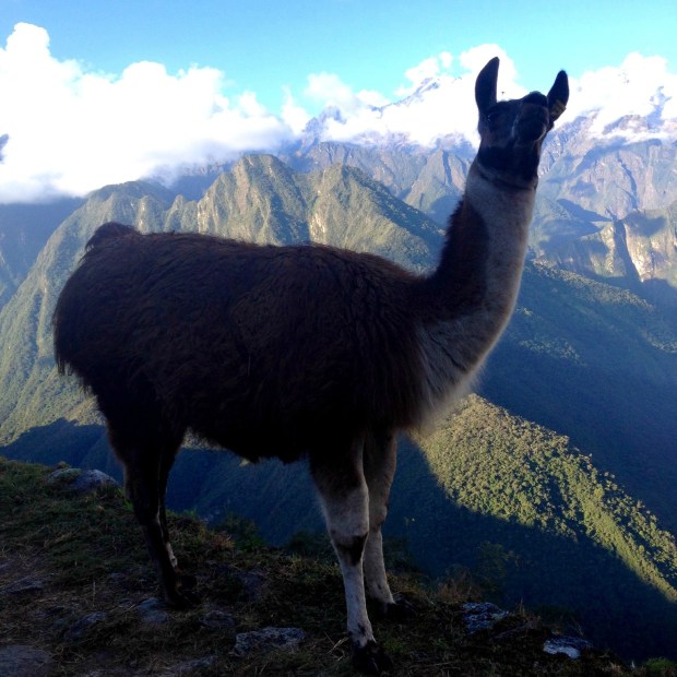 Llamas on the Inca Trail