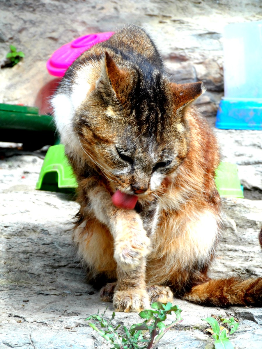 Hike from Vernazza to Monterosso