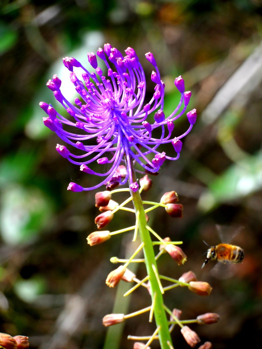 Hiking in the Cinque Terre