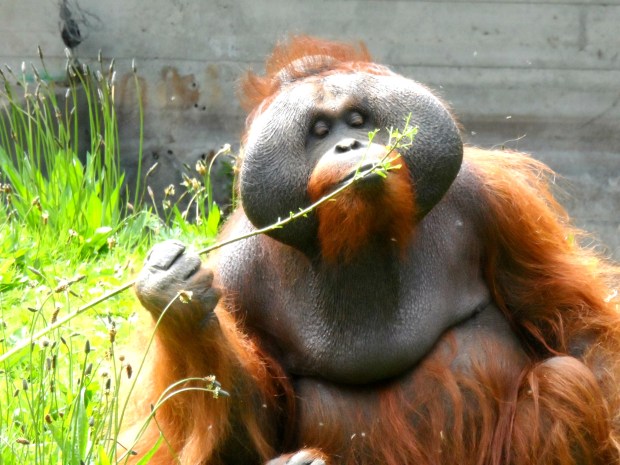 Orangutans at Dublin Zoo