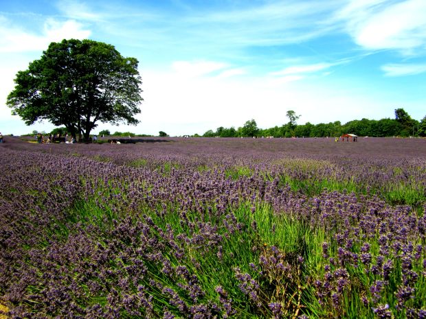 Mayfield Lavender