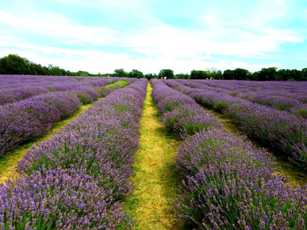 Mayfield Lavender