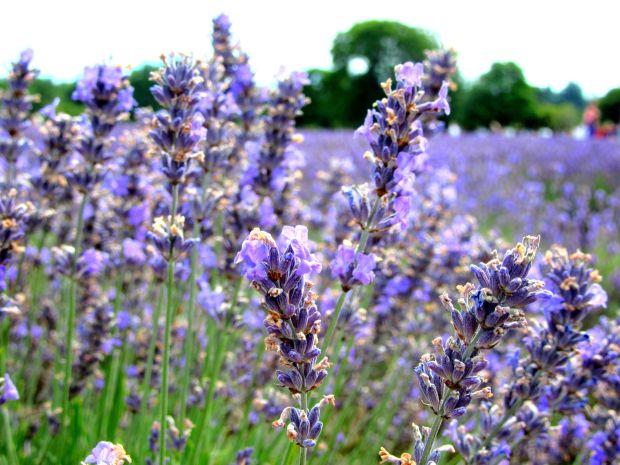 Mayfield Lavender