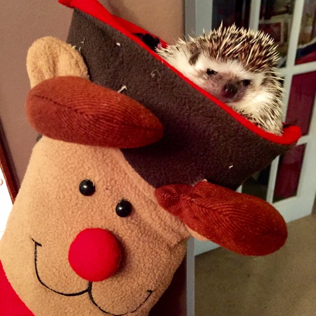 Christmas hedgehog