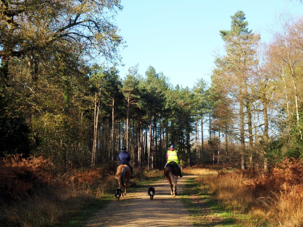 A weekend in the New Forest