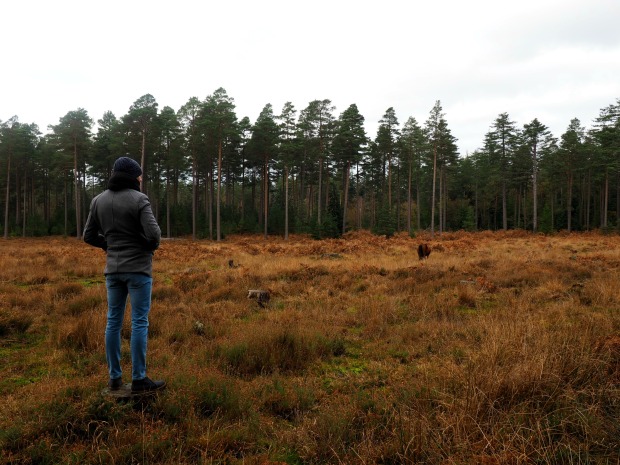 Exploring the New Forest