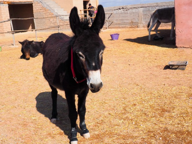 Jarjeer Mules Marrakech