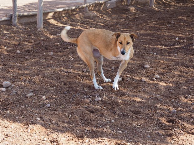 Jarjeer Mules Marrakech
