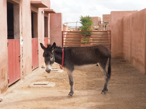 Jarjeer Mules Marrakech