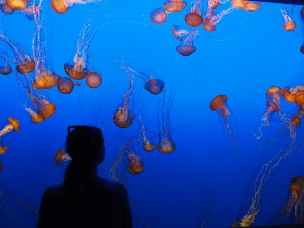 What to do in San Francisco