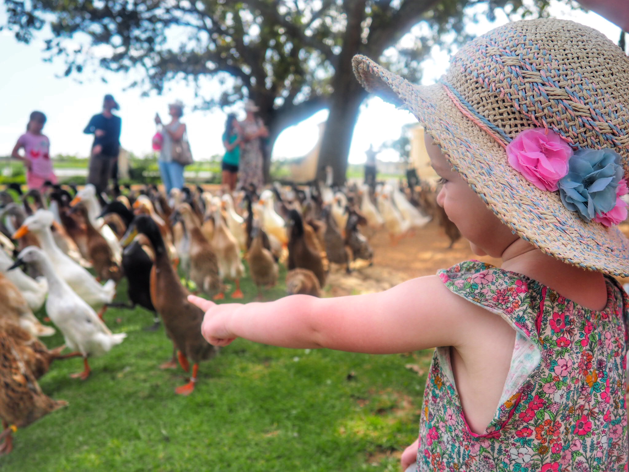 Cape Winelands with kids