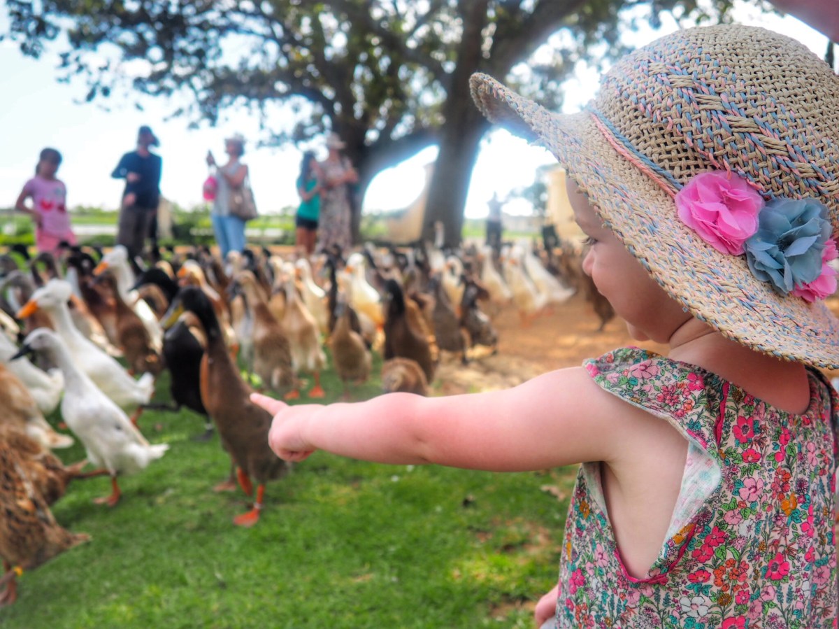 Cape Winelands with kids